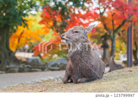 【秋】奈良公園の鹿【紅葉】 123799997