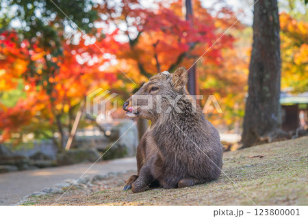 【秋】奈良公園の鹿【紅葉】 123800001