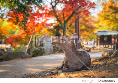 【秋】奈良公園の鹿【紅葉】 【秋】奈良公園の鹿【紅葉】 123800003