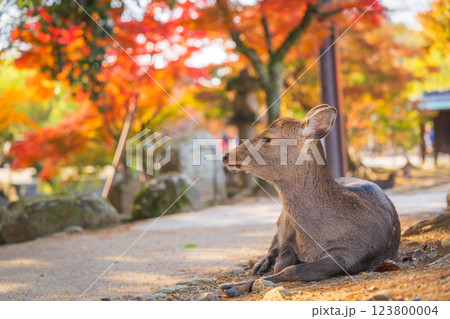【秋】奈良公園の鹿【紅葉】 123800004