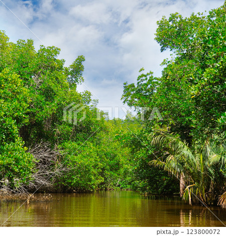 Mangroves on the shores of a picturesque lake. Sri Lanka. 123800072