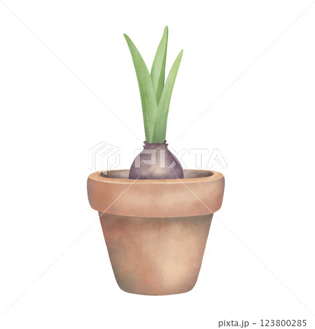 Bulb plant in a flowerpot.  Watercolor hand-drawn painting of sprouted spring flower isolated on white. Clipart element for design. 123800285