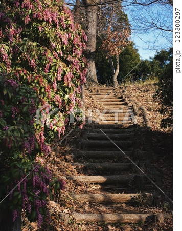 アセビの咲く階段 アセビの咲く階段 123800297