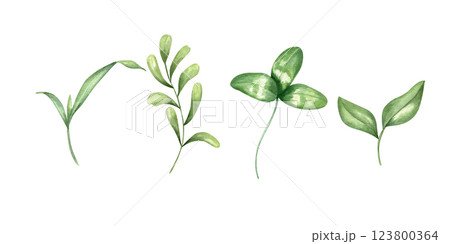 Watercolor green grass plant, branch with leaves and clover leaf set illustration background. Farm wild floral hand painted herb elements clip art for greeting card, invitation design, rustic decor 123800364