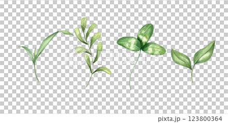Watercolor green grass plant, branch with leaves and clover leaf set illustration background. Farm wild floral hand painted herb elements clip art for greeting card, invitation design, rustic decor 123800364