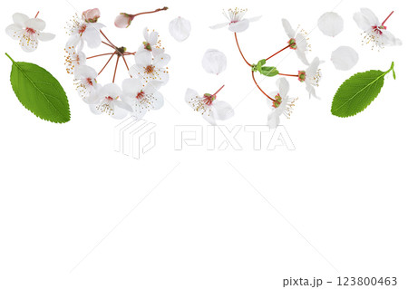 branch with cherry flowers isolated on white background. Top view with copy space for your text. Flat lay 123800463