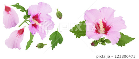 Pink hibiscus flower isolated on white background. Top view with copy space for your text. Flat lay. 123800473