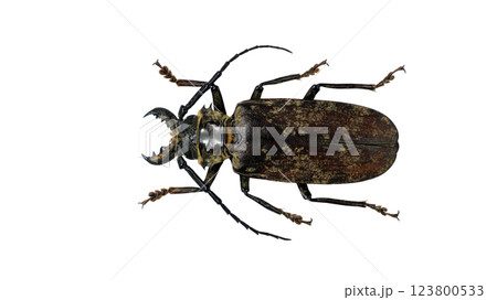 Acanthophorus maculatus displays its elongated body and strikingly patterned carapace. The beetle's impressive antennae extend outward, highlighting its longhorn features and unique coloration. Acanthophorus maculatus displays its elongated body and strikingly patterned carapace. The beetle's impressive antennae extend outward, highlighting its longhorn features and unique coloration. 123800533