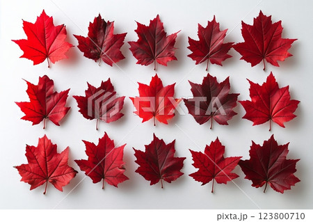 Vibrant Red Maple Leaves Arranged Artistically on a White Background During Autumn 123800710
