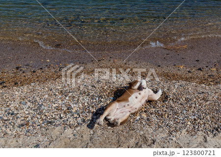 red English British bulldog 123800721