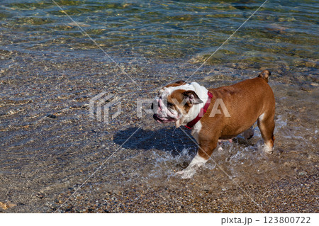 A red English British bulldog on a walk 123800722