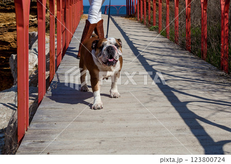 Red English British bulldog Red English British bulldog 123800724