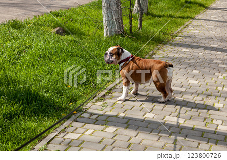 Red English British bulldog on a walk 123800726