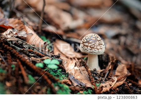 mushrooms growing on the ground 123800863
