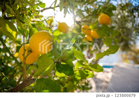 Close-up of ripe lemons growing on a tree in Montenegro, surrounded by lush green leaves. Concept of organic agriculture, Mediterranean climate, and natural citrus harvest Close-up of ripe lemons growing on a tree in Montenegro, surrounded by lush green leaves. Concept of organic agriculture, Mediterranean climate, and natural citrus harvest 123800879