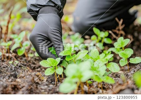 Planting Small Seedlings in Forest Soil for Environmental Restoration Efforts During Autumn 123800955