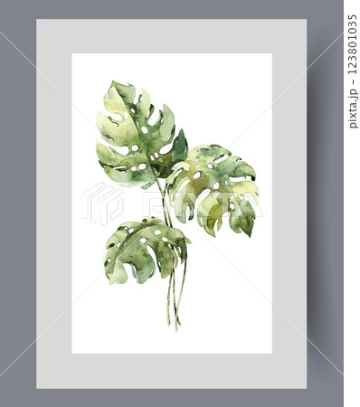 Petals of monstera houseplant growing in hot climates on wall art. Watercolor artwork 123801035