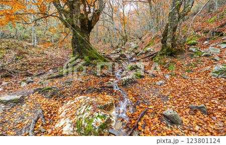 Hayedo de la Pedrosa Natural Protected Area, Spain Hayedo de la Pedrosa Natural Protected Area, Spain 123801124