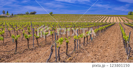 Valdepenas Vineyards, Spain Valdepenas Vineyards, Spain 123801150