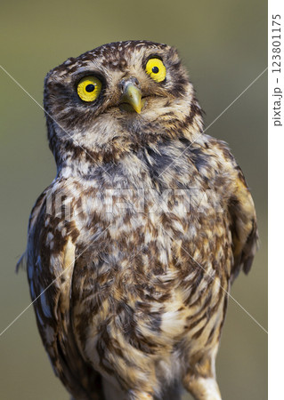 Little Owl 123801175