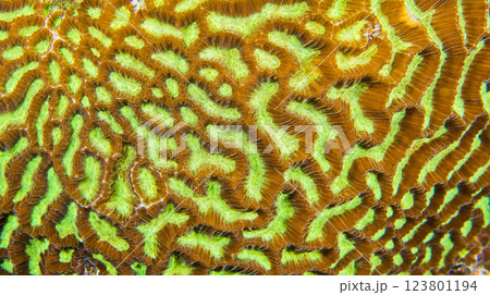 Boulder Coral, Maldives Boulder Coral, Maldives 123801194