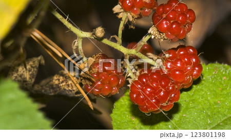 Wild Blackberry, Sierra de Guadarrama National Park, Spain 123801198