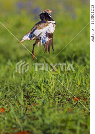 Little Bustard, Spain 123801212