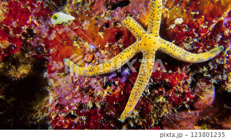 Multi Pore Sea Star, Maldives 123801235