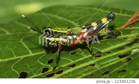 Tropical Grasshopper, Amazonia Tropical Grasshopper, Amazonia 123801236