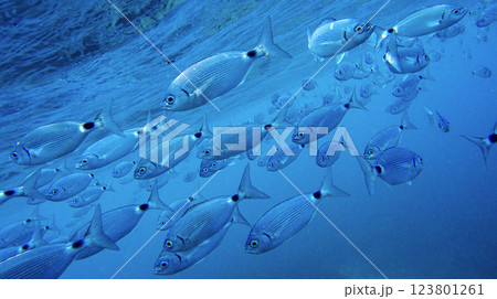 Saddled Seabream, Cabo Cope-Puntas del Calnegre Natural Park, Spain 123801261