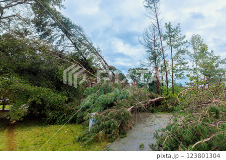 After severe storm, fallen trees block pathway branches debris cover ground, demonstrating hurricane impact on natural landscape. 123801304