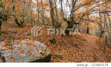 Hayedo de la Pedrosa Natural Protected Area, Spain Hayedo de la Pedrosa Natural Protected Area, Spain 123801574