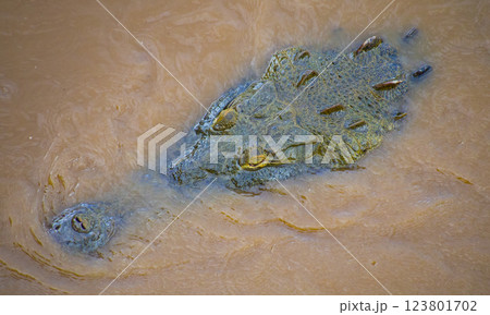 American Crocodile, Costa Rica American Crocodile, Costa Rica 123801702