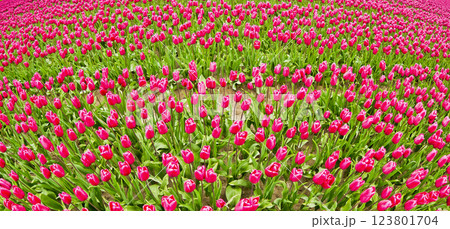 Colorful Tulips Fields, Netherlands Colorful Tulips Fields, Netherlands 123801704