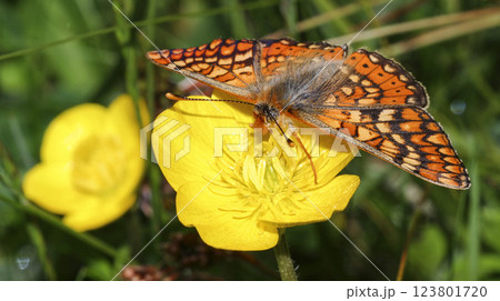 Brush-footed Butterfly, Sierra de Guadarrama National Park, Spain, 123801720