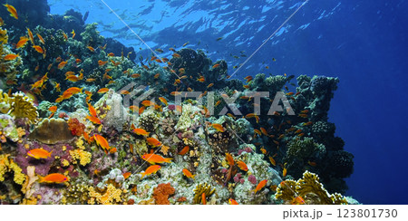 Underwater Landscape, Red Sea 123801730