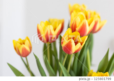 Yellow and red tulips in soft natural light. Concept of nature, beauty and spring 123801799