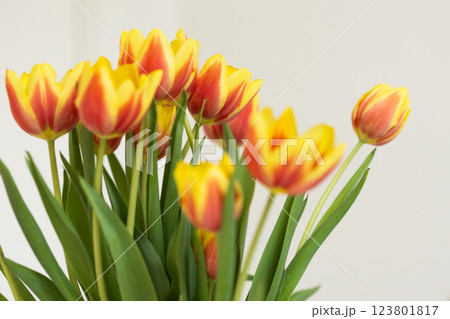 Close-up of vibrant tulip flowers with delicate petals. Concept of nature, spring and blooming. Close-up of vibrant tulip flowers with delicate petals. Concept of nature, spring and blooming. 123801817