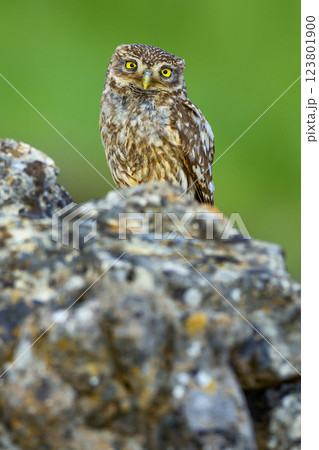 Little Owl Little Owl 123801900