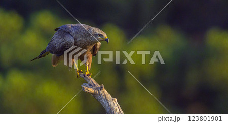 Black Kite 123801901