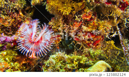 Peacock Worm, Cabo Cope-Puntas del Calnegre Natural Park, Spain 123802124