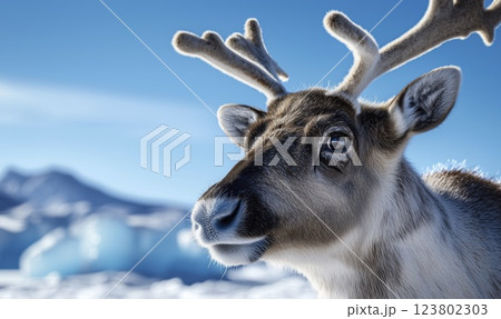 Reindeer in snowy landscape with blurred background and copy space 123802303