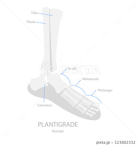 3D Isometric Flat  Illustration of Comparison of Plantigrade, Digitigrade and Unguligrade. Item 3 123802332