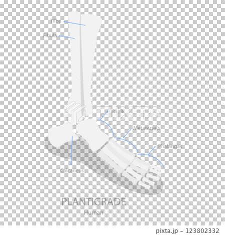 3D Isometric Flat  Illustration of Comparison of Plantigrade, Digitigrade and Unguligrade. Item 3 123802332