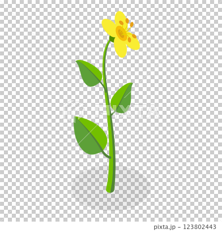 3D Isometric Flat  Illustration of Flowers Collection. Item 12 123802443