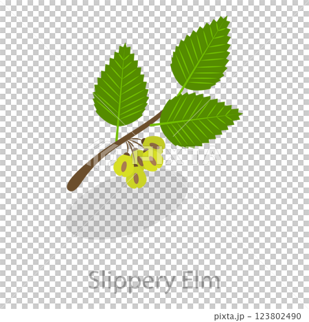 3D Isometric Flat Set of Astringent Herbs. Item 8 3D Isometric Flat Set of Astringent Herbs. Item 8 123802490