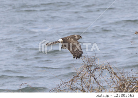 河川敷を飛翔するハイイロチュウヒのメス 河川敷を飛翔するハイイロチュウヒのメス 123803562