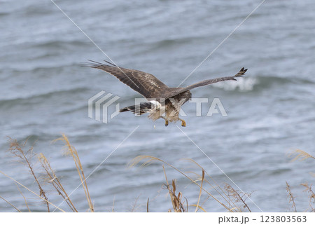 河川敷を飛翔するハイイロチュウヒのメス 123803563