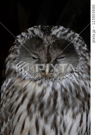 Nocturnal owl on black background 123803680