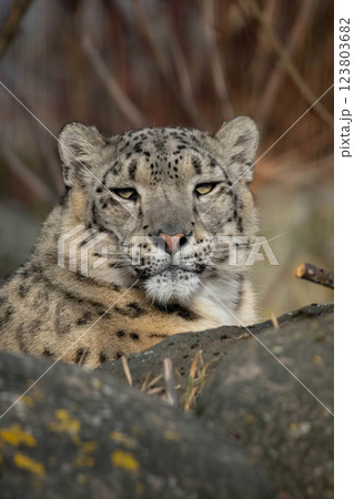 Portrait of a snow leopard 123803682
